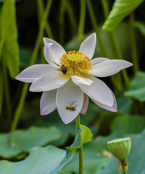 һ��ɻ����۷�