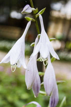 һ�����໨��