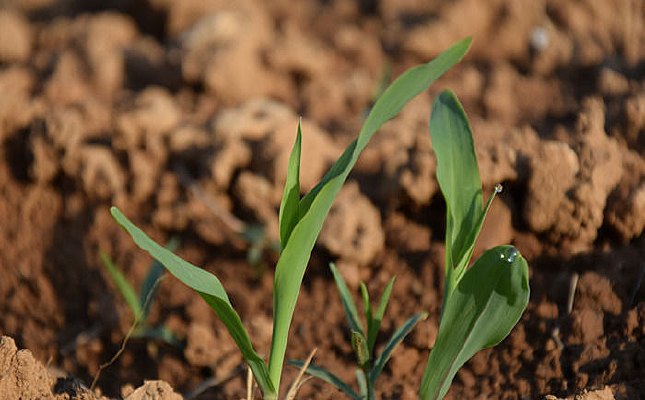 ��ɫ������ֲ