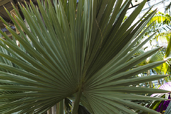 ���������Ҷ��д