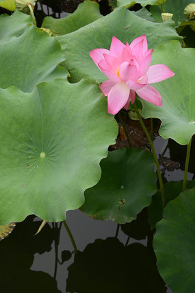 出水芙蓉唯美多瓣白色荷花圖唯美重瓣白色荷花圖兩朵競相綻放的紅荷花