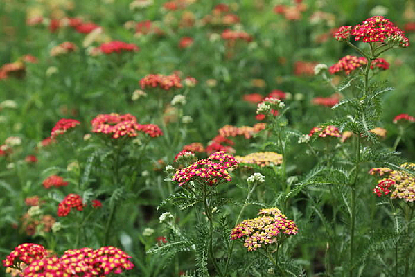 ���ܵĺ�ɫ���