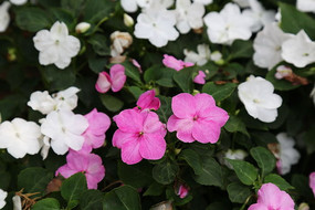 �ۺ�ɫ��С�컨����