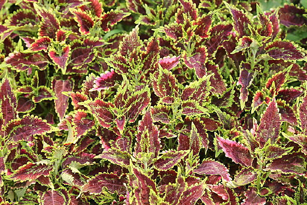 ���Ӻ�ɫ�Ĳ�Ҷ�ݴ�