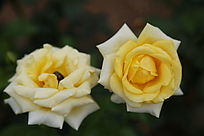 �����¼���