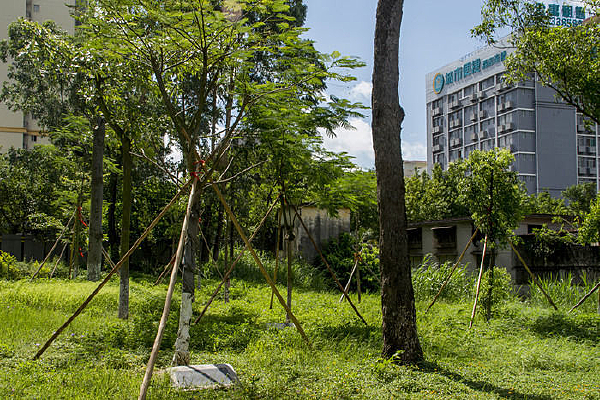 ������ľ�γɵ�����