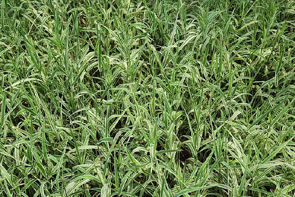 ��ɫ��ï�ܲݴ�