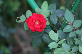 ʢ���Ĵ��ɫ�¼���