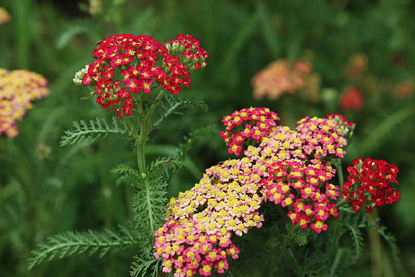 ʢ���ĺ�ɫ���