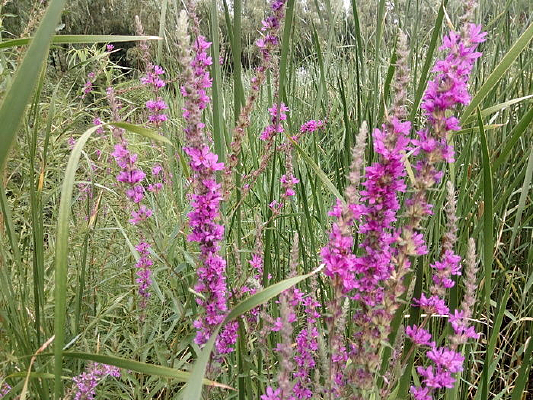 ���е�С�ϻ�