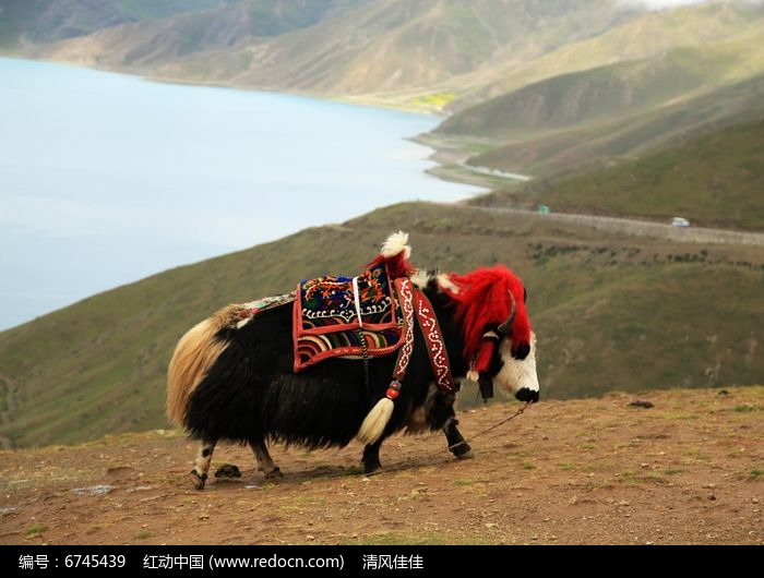 西藏牦牛图片,高清大图_陆地动物素材