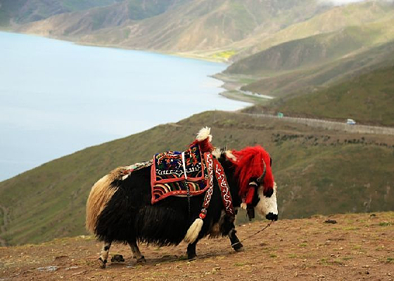  ������ţ