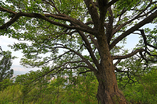 һ��֦��Ҷï������