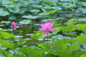 ���ŵķۺ�ɫ�ɻ�����ͻ���