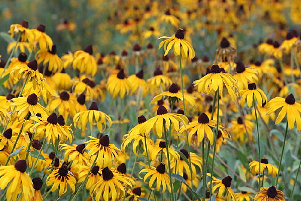 ����ŭ�ŵĺ��ľջ�����