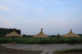 ������ͤ