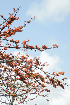 ����ľ��������