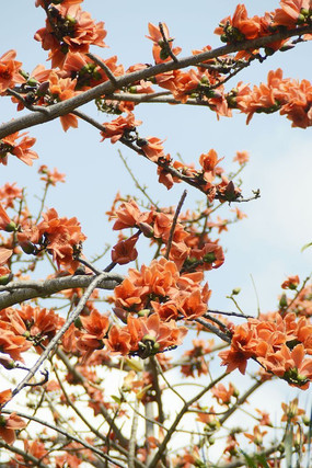 ����ľ��������ͼ