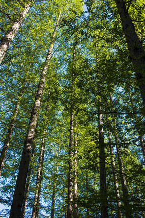 ����ͼˮɼ����