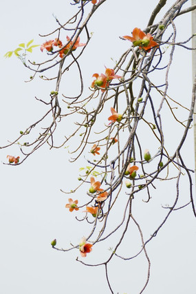   ���ĺ���ľ����������д