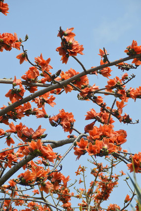 ���ĺ���ľ����������дͼ