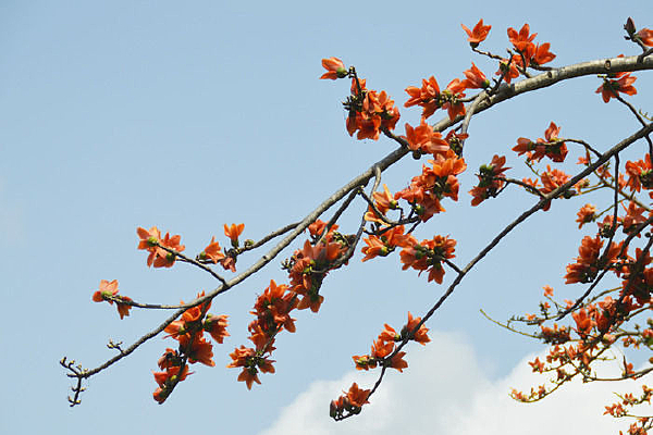 ���ĺ���ľ����������дͼƬ