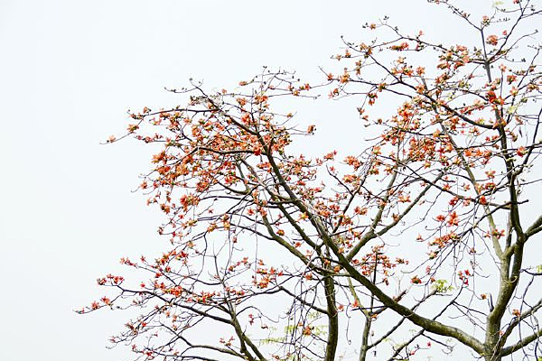   ���ĺ���ľ��������ͼ