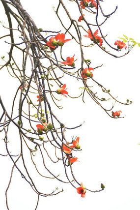   ���ĺ���ľ��������ͼƬ