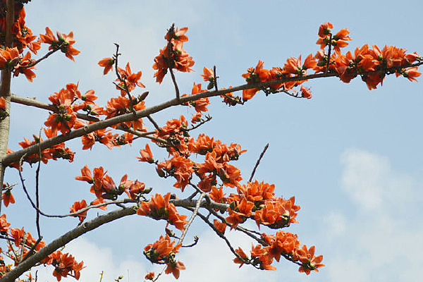   ����ľ����������дͼƬ