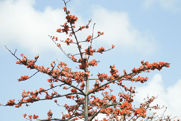   ����ľ��������ͼƬ