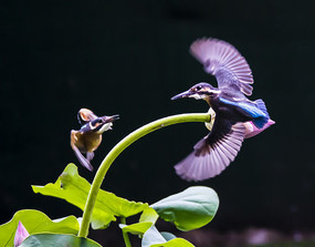 ��ֻ����