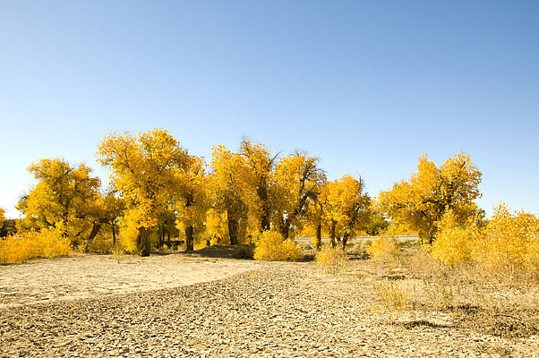 ɳĮ��ɫ֮��