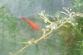 ˮ����ĺ�ɫ����