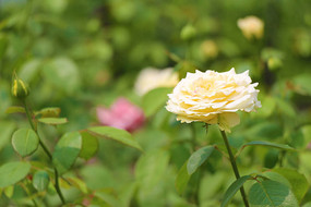 ǳ��ɫ����