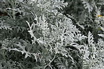 ��ɫ��ֲ��