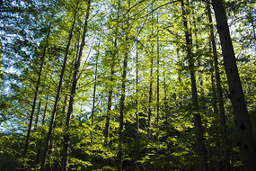 Զ������