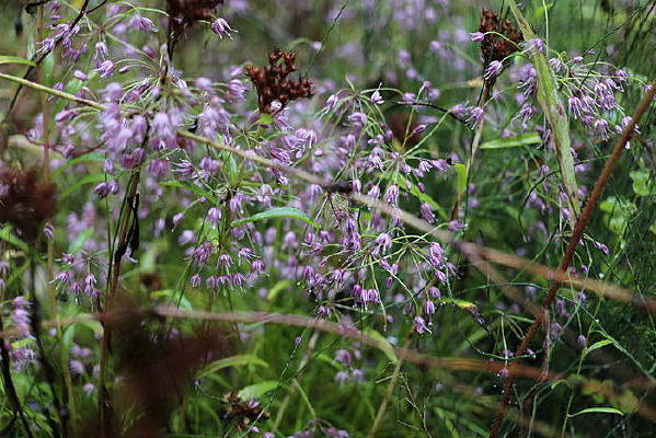 ����Ұ��