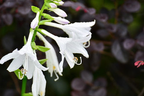 ��ɫ��һ�������ˮ�Ļ���