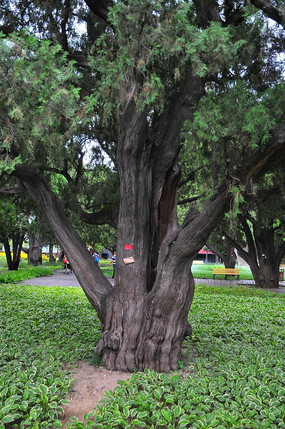 公园柏树高清图片下载_红动网