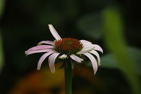 �뿪�ķ��ɹ���