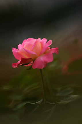 �ۺ�ɫõ�廨ͼƬ