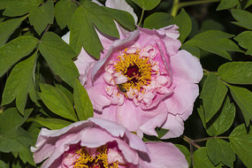 ��ɫĵ����