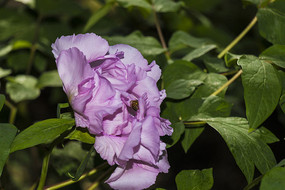 ��ɫĵ��������