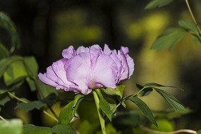 ��ɫĵ����������