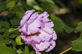 ��ɫĵ����ȫ����