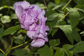 ��ɫĵ������д