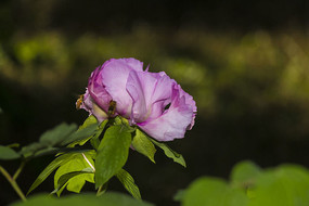 ��ɫĵ����Զ����