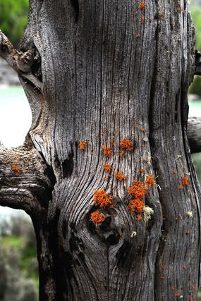 ��ԭ����