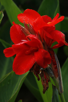 紅色美人蕉花