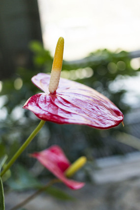 ���ƻ���д